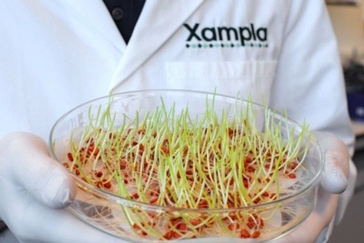 Xampla lab technician holding seeds in Petri dish 