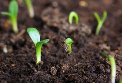 Fertilisers made from organic waste material could replace 30 per cent of mined fertilisers