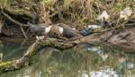 University of Glasgow study finds fibres present in 62.5 per cent of dipper broods in Scotland and Spain