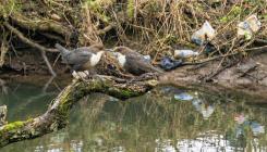 University of Glasgow study finds fibres present in 62.5 per cent of dipper broods in Scotland and Spain