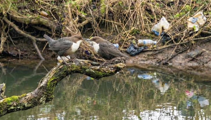 Dippers by a polluted river bank