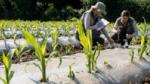 Scientists testing the performance of biodegradable mulch-films