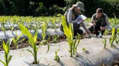 Scientists testing the performance of biodegradable mulch-films