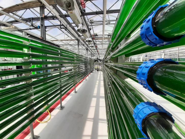 Tubes containing algae production from industrial waste