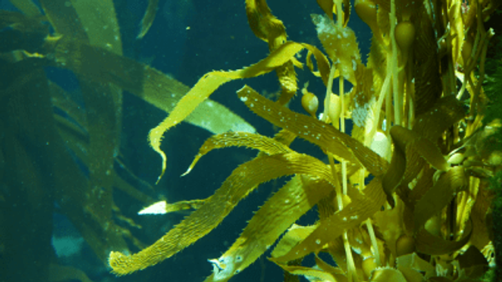 Seaweed