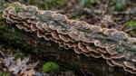 Common fungus converts hard-to-recycle construction wood into insulation