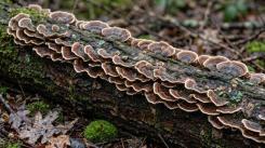 Common fungus converts hard-to-recycle construction wood into insulation