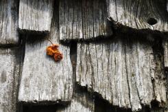 RPS 250, which allows potentially hazardous waste wood items to be recycled or recovered, is due to be withdrawn September 2023.