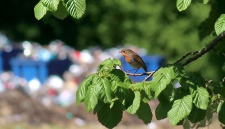 Bird in the foreground of an illegal waste dump in the UK