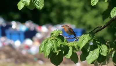 Bird in the foreground of an illegal waste dump in the UK