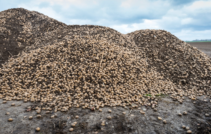 Heaps of unharvested potatoes in a farm field 