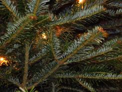Resource’s guide to reducing waste and recycling common festive items – trees, decorations, wrapping paper, and more.