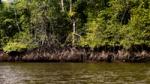Mangrove swamp in Colombia