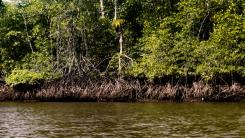 Mangrove swamp in Colombia