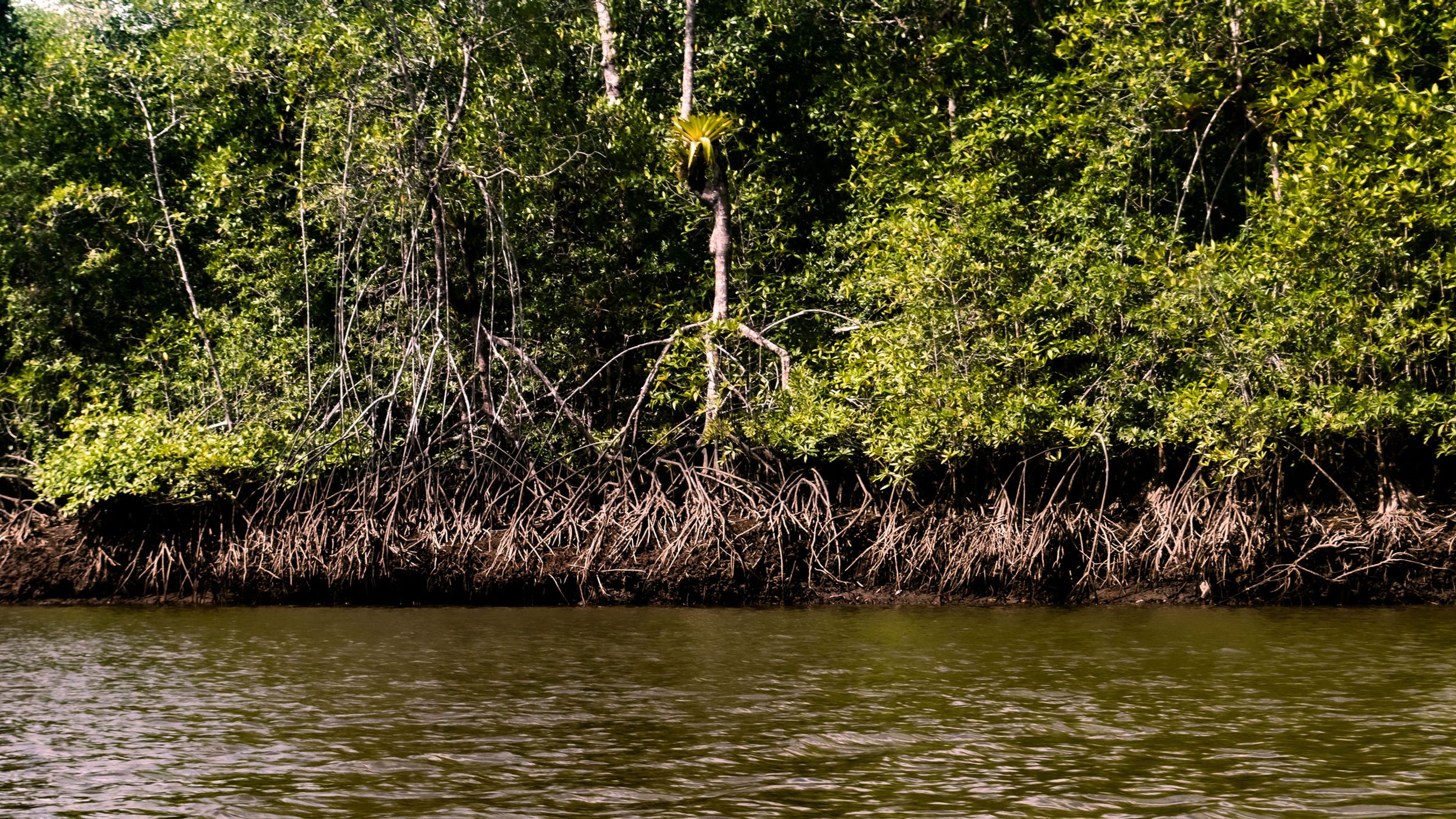 Mangrove swamp in Colombia