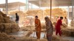 Wheat straw processing in Punjab