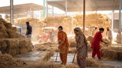 Wheat straw processing in Punjab