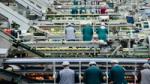 Food production