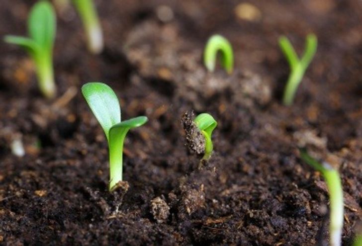 green shoots in soil
