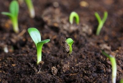 green shoots in soil