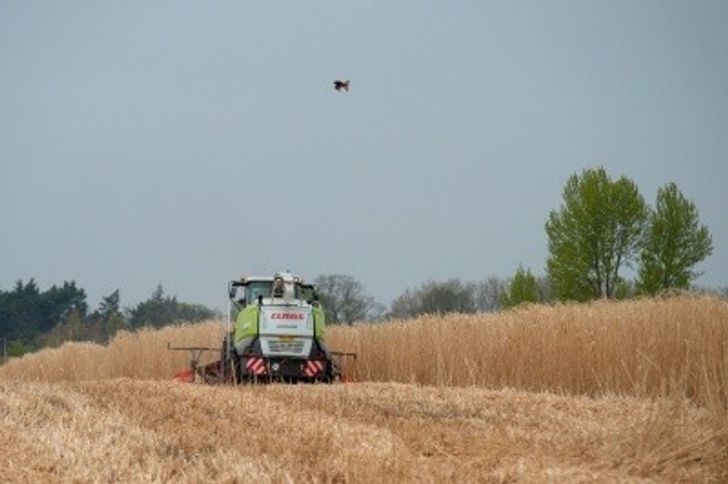 A machine harvesting Miscanthus grass