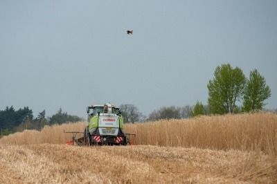 A machine harvesting Miscanthus grass