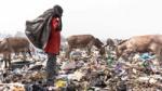 Donkeys scavenging waste food on a landfill in Africa
