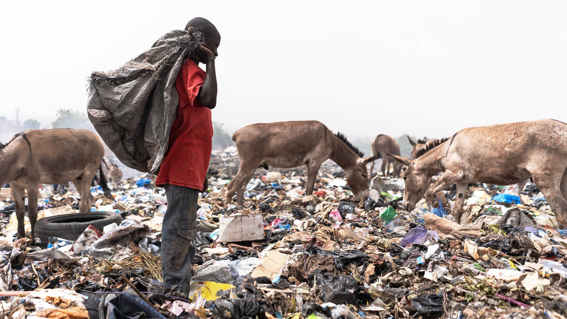 Donkeys scavenging waste food on a landfill in Africa