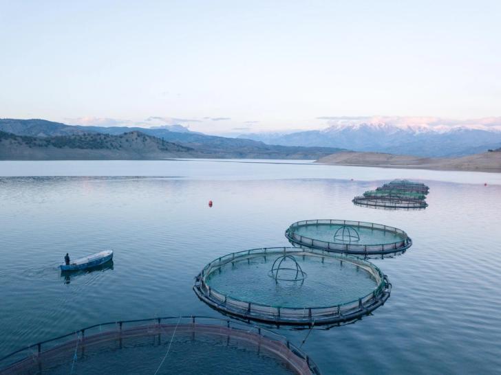 Cages for fish farming in Scotland
