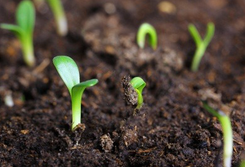 Soil contamination threatens both food security and the wider environment, the body warns