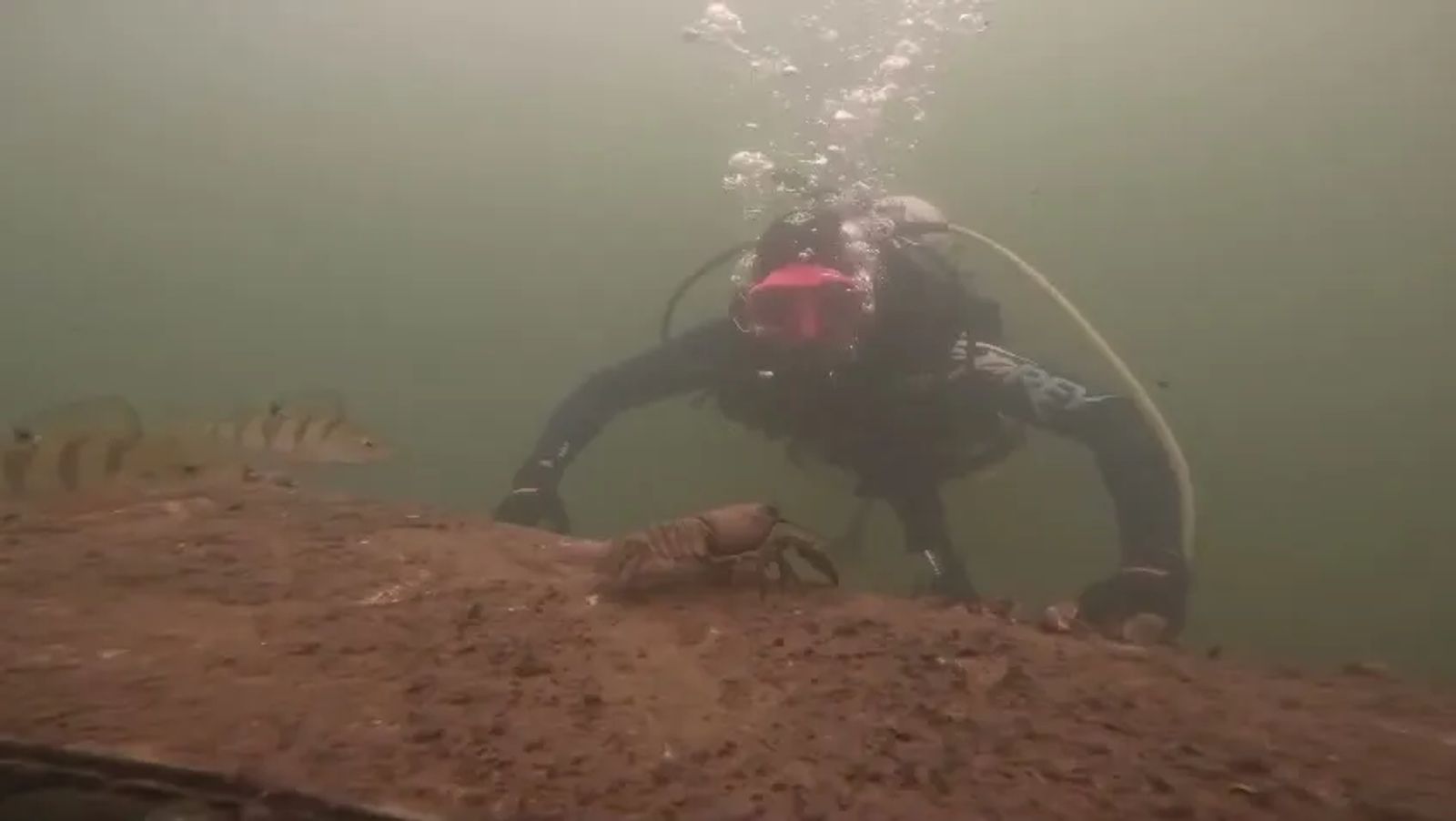 A crayfish sitting on the hull of a sunken boat, a diver hovering above it