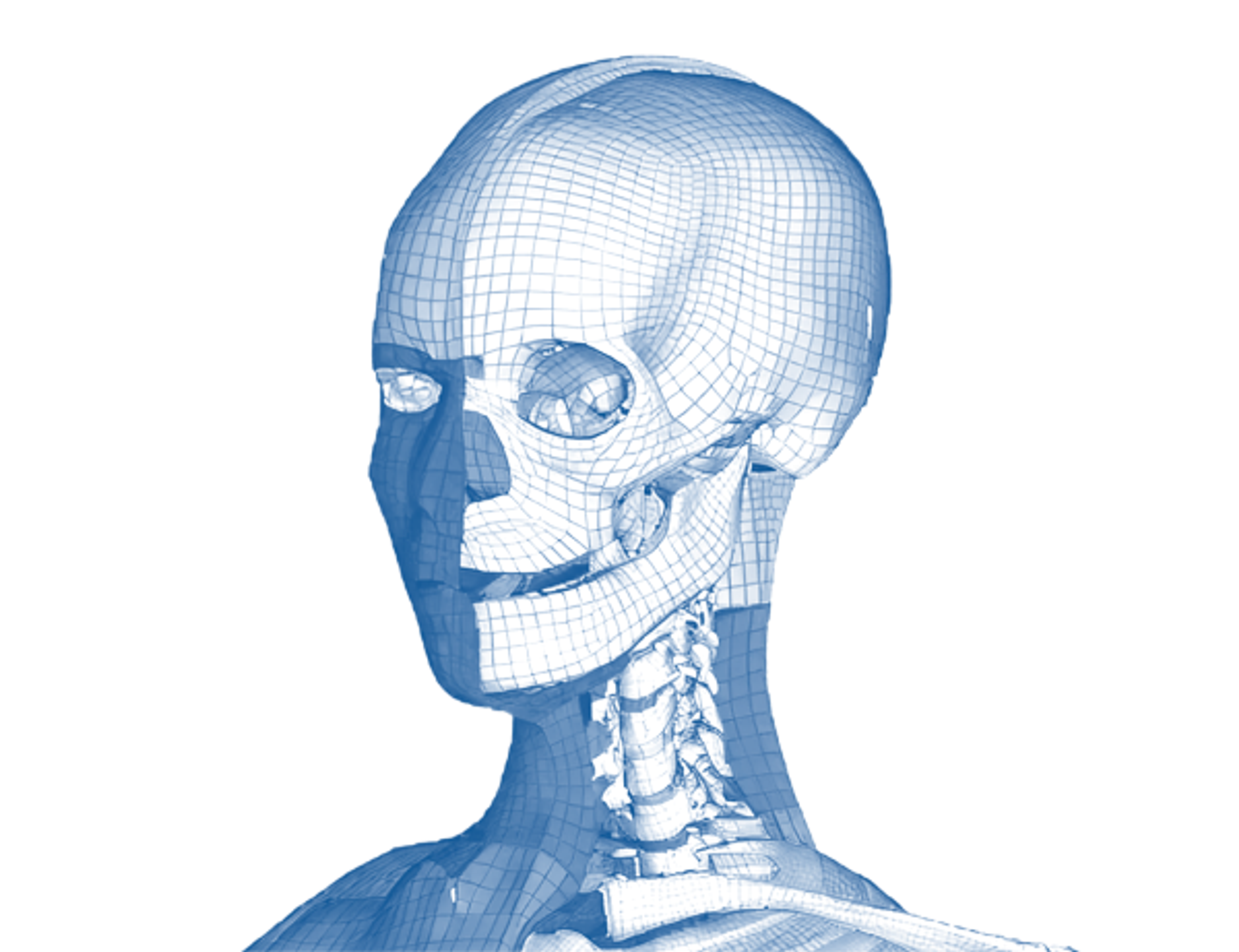 human-model