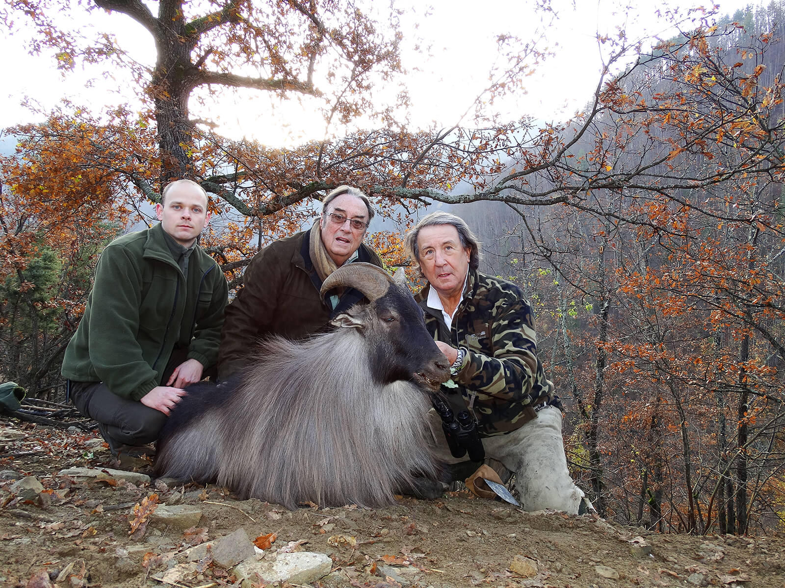Himalayan tahr