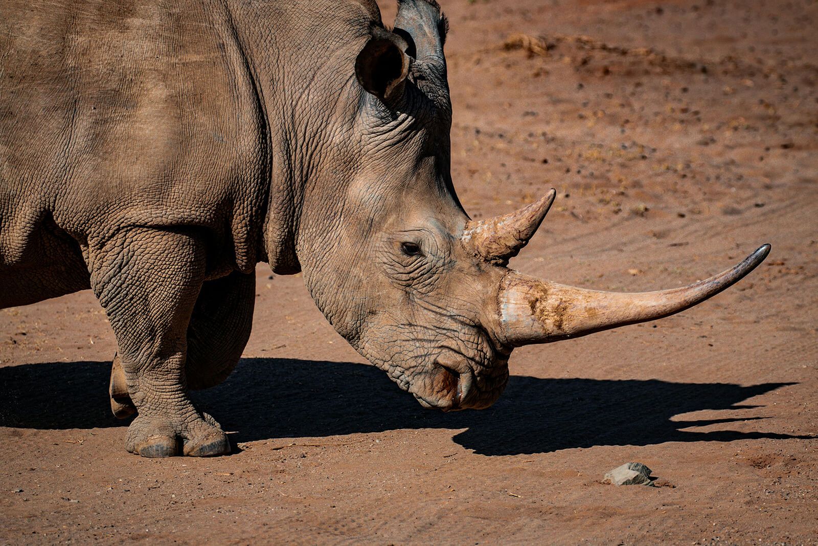 Rhinoceros (Rhino)