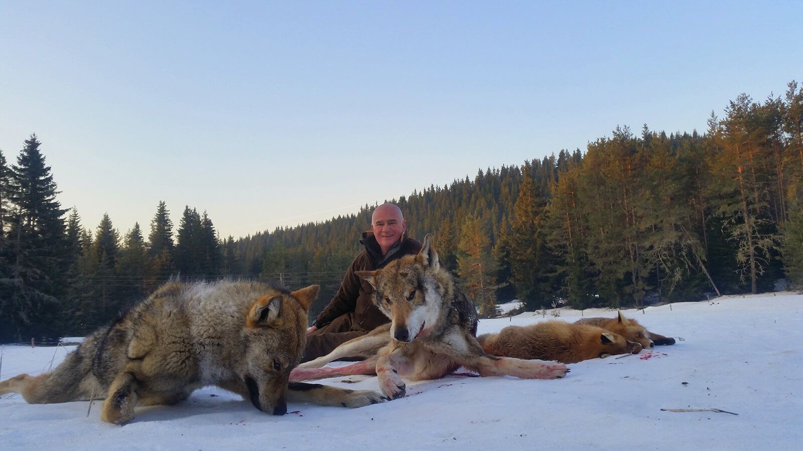 Wolf