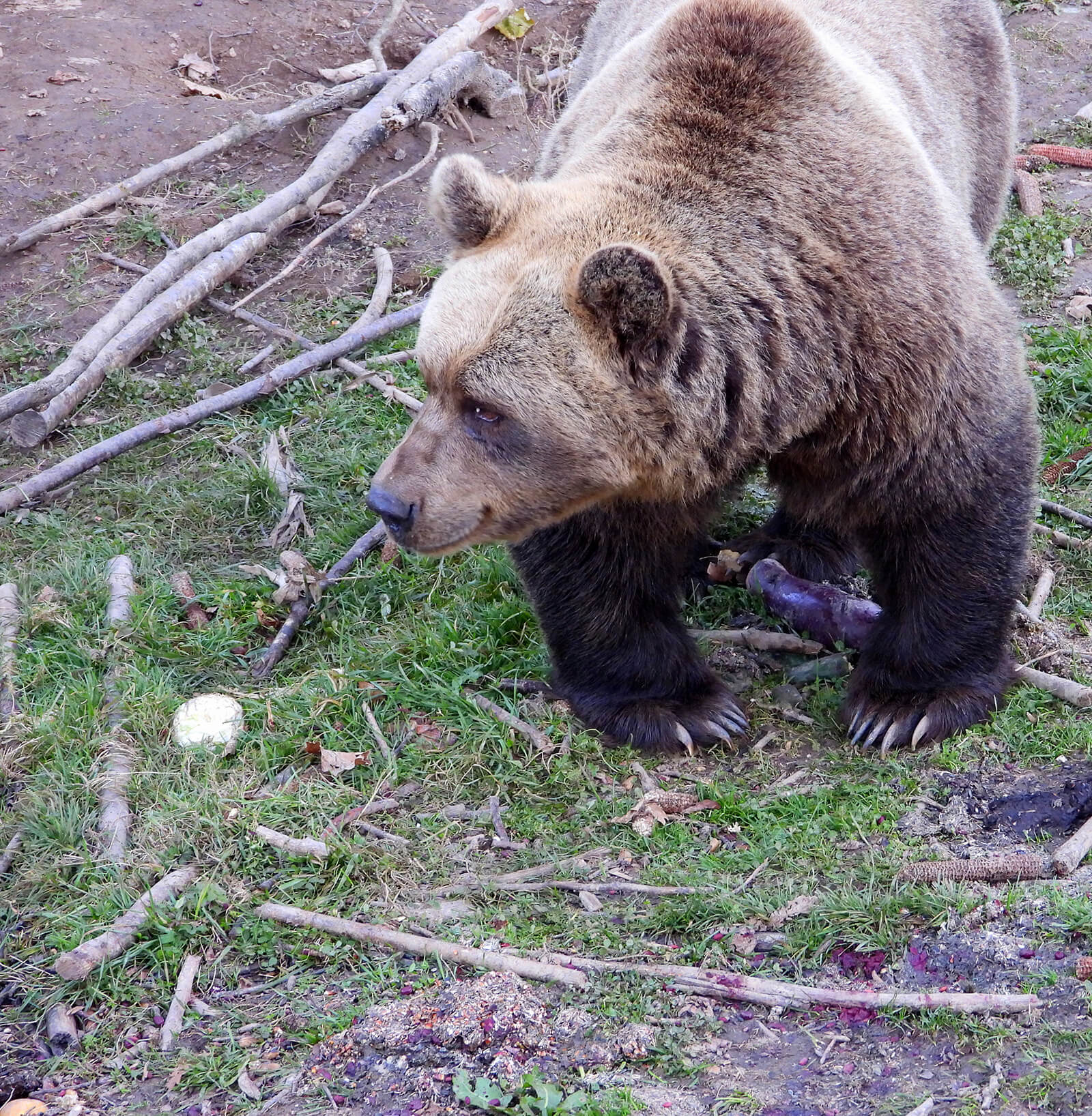 Brown Bear