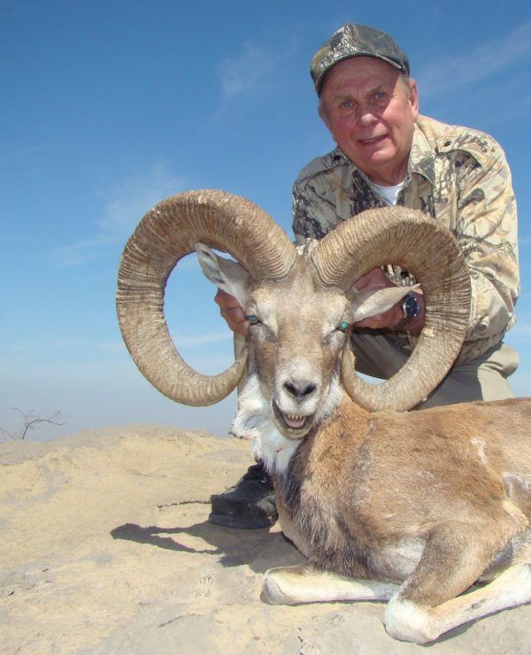 Blandford Urial