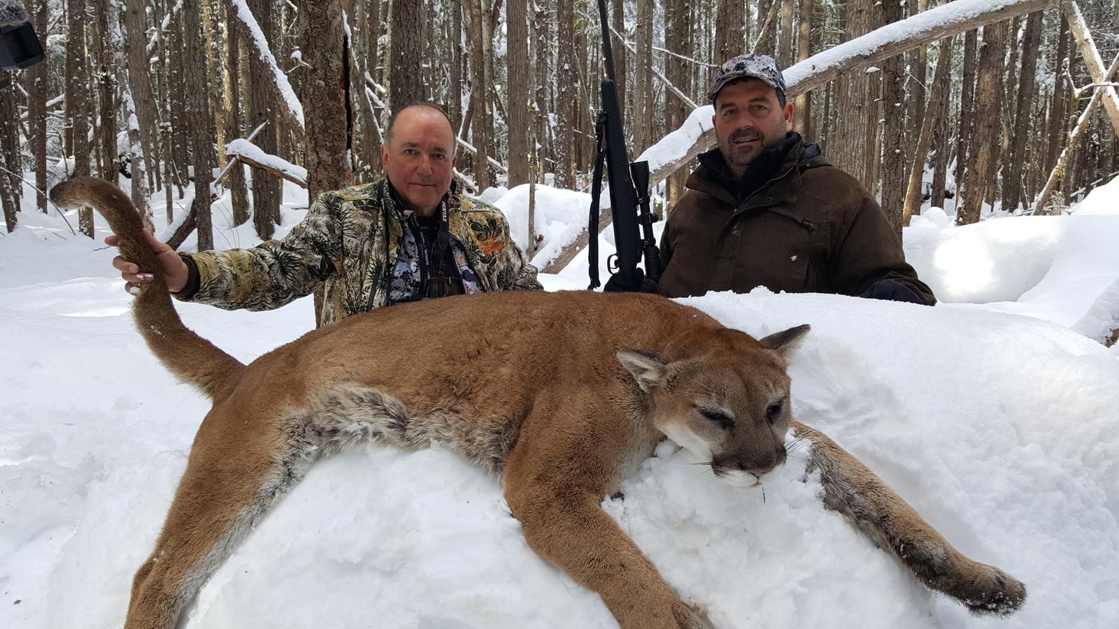 Mountain lion