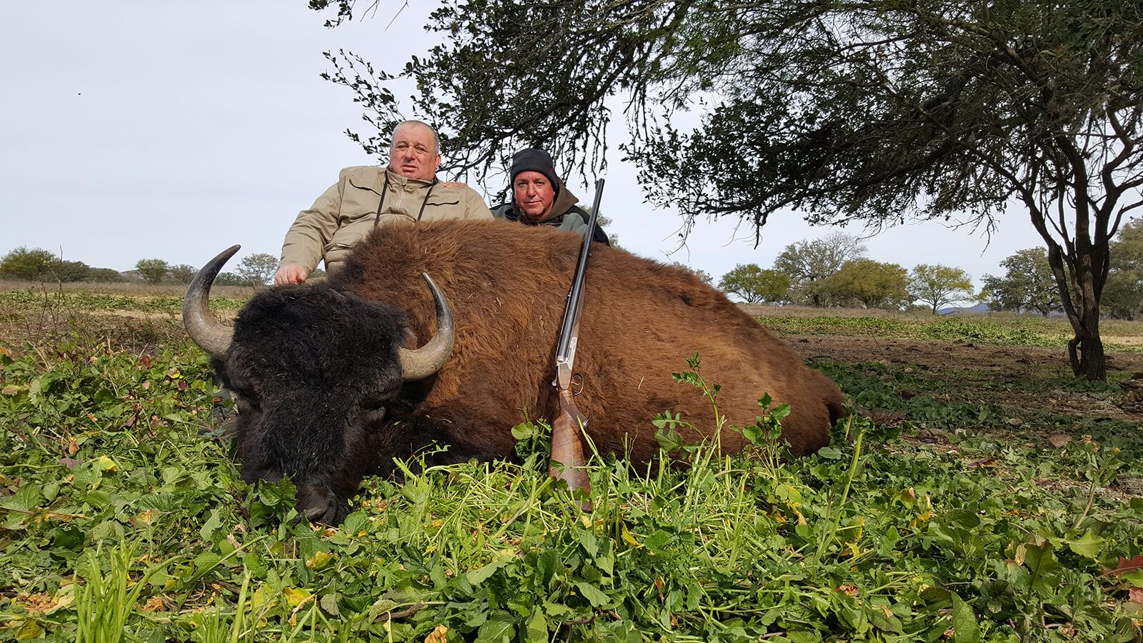 Bison