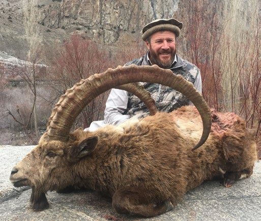Himalayan Ibex