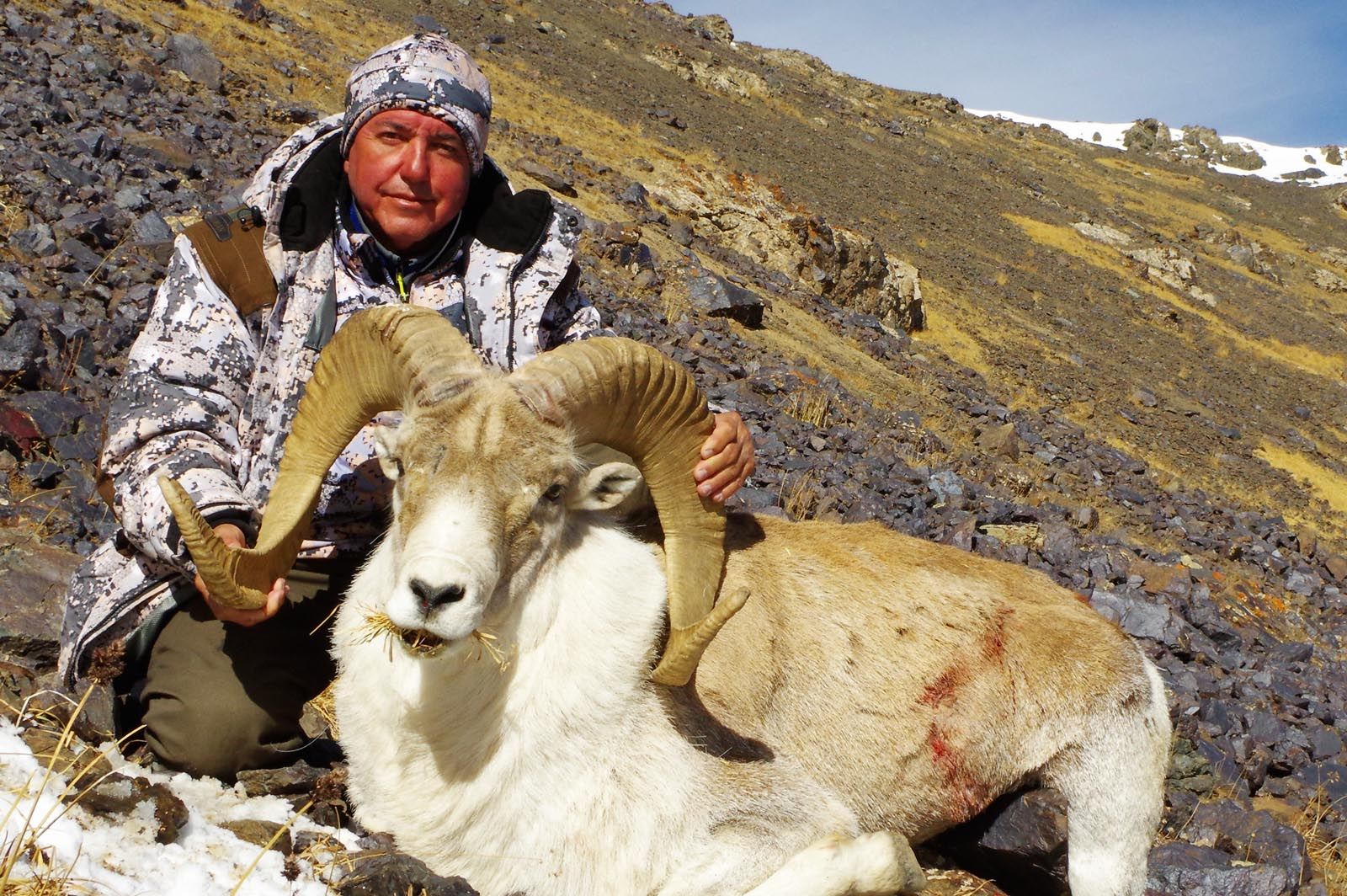 Marco Polo Argali