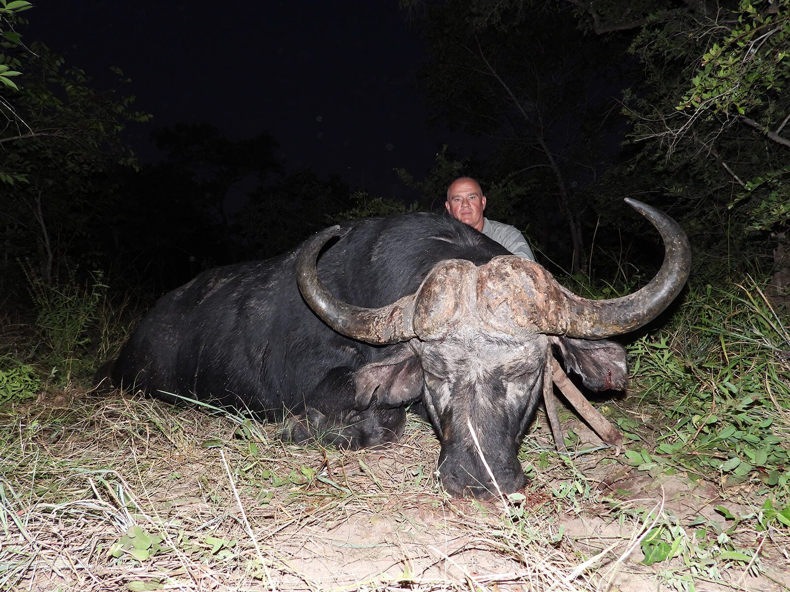 African buffalo