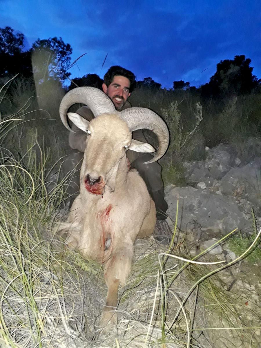 Barbary sheep