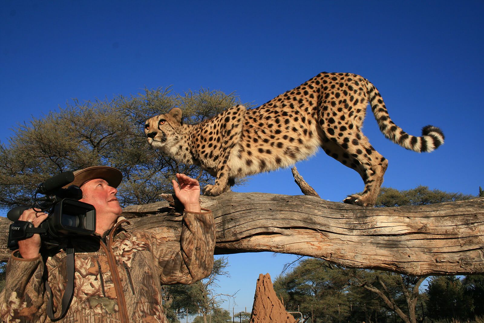 Cheetah