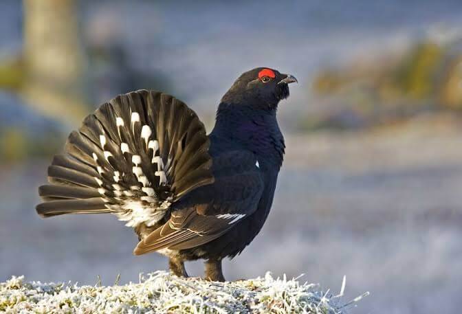 Capercaillie