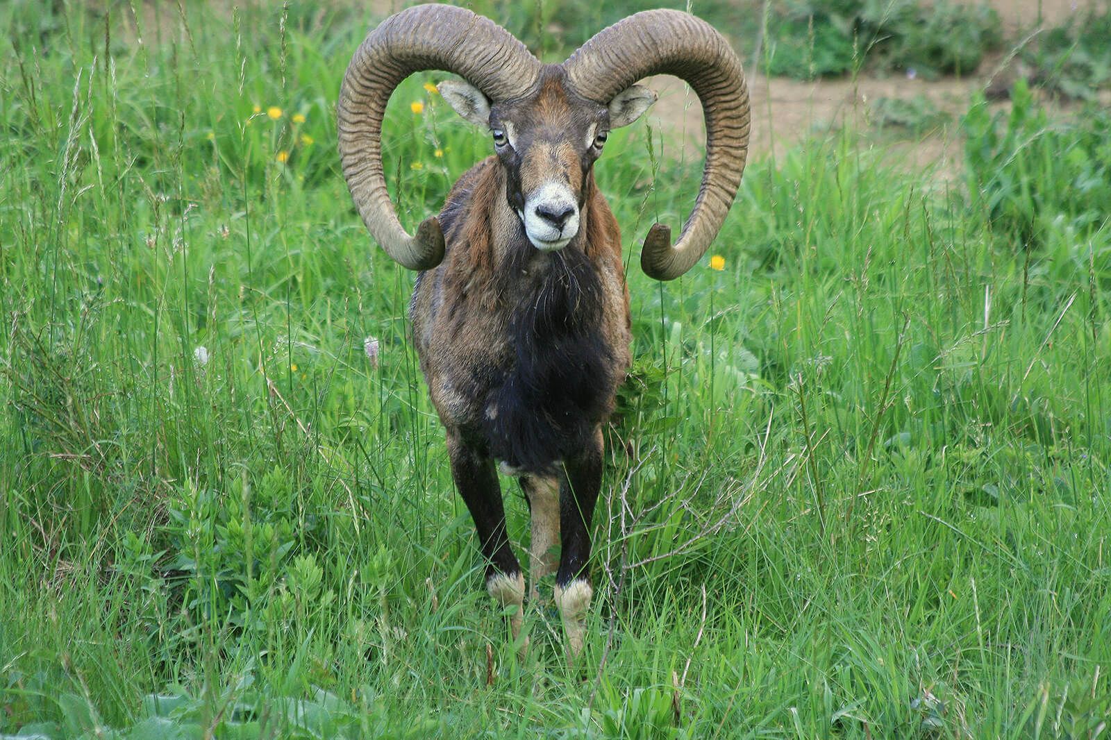 Mouflon