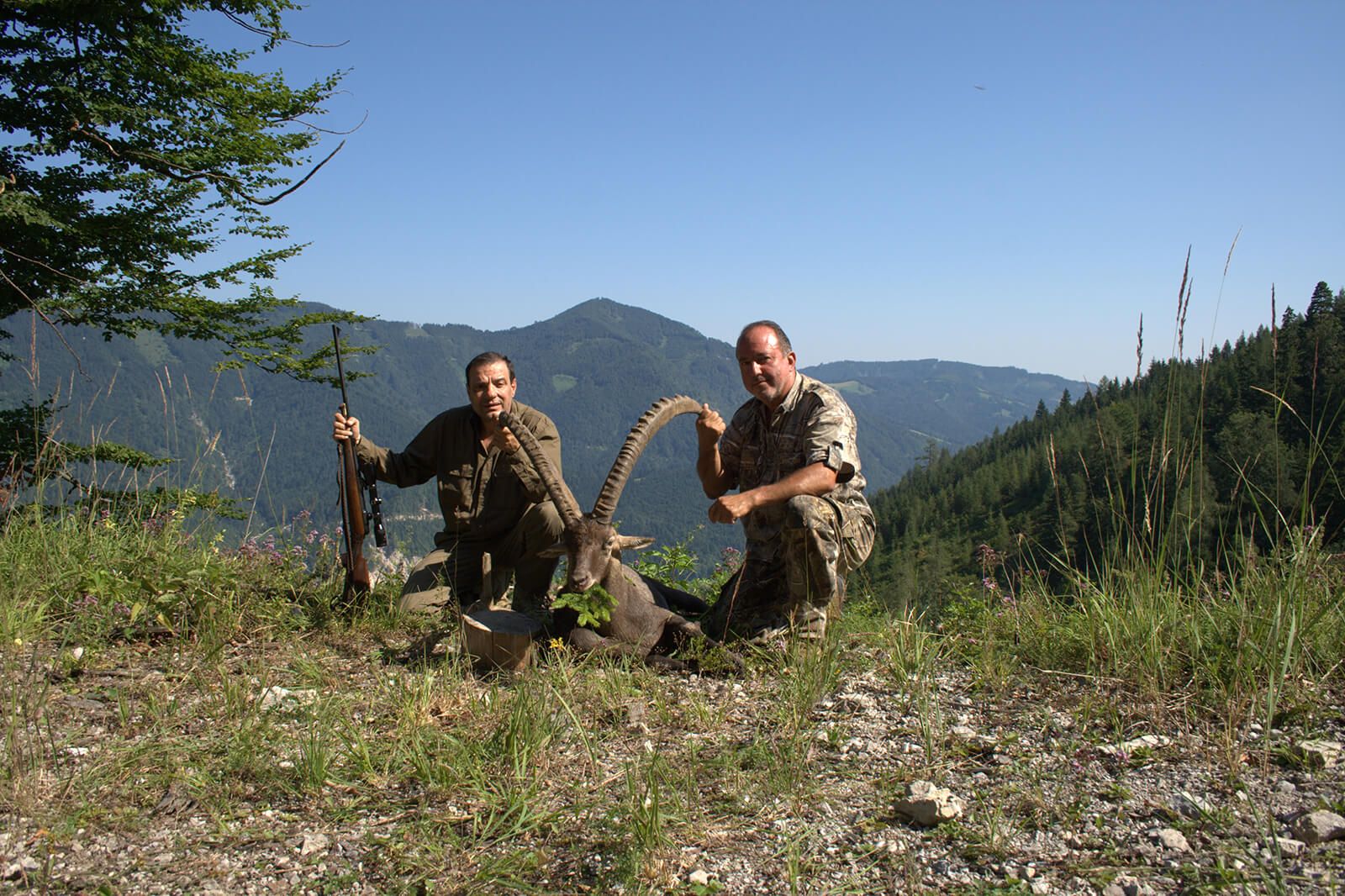 Alpine ibex