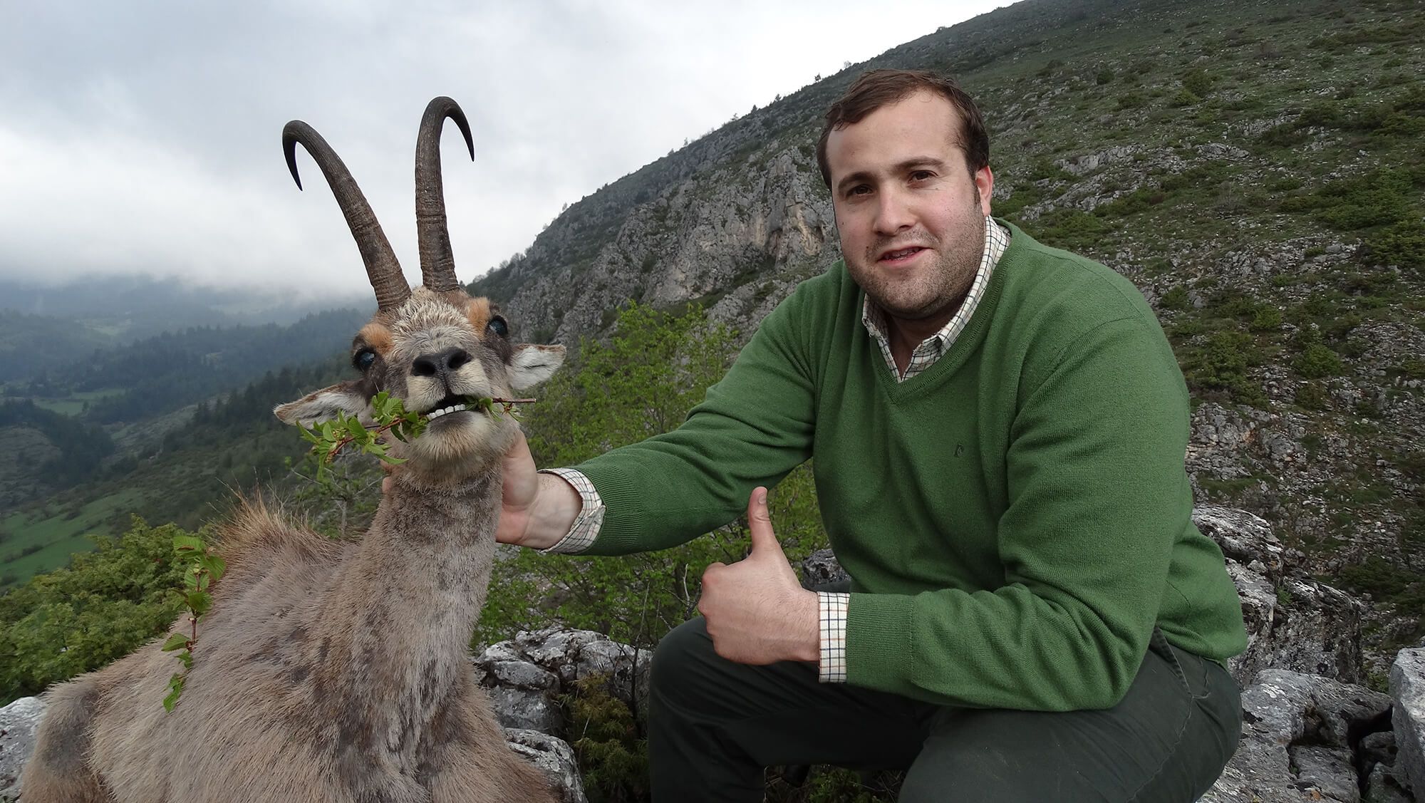 Balkan chamois
