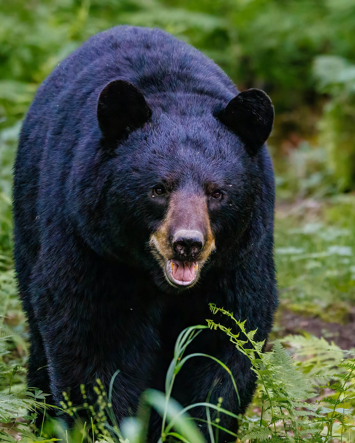 Black Bear