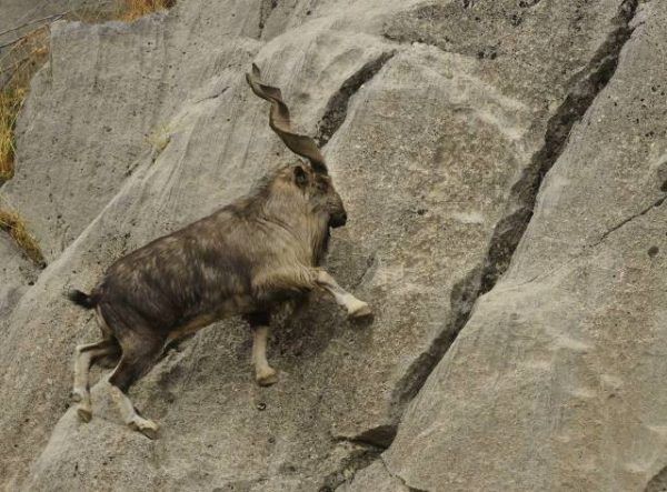 Markhor